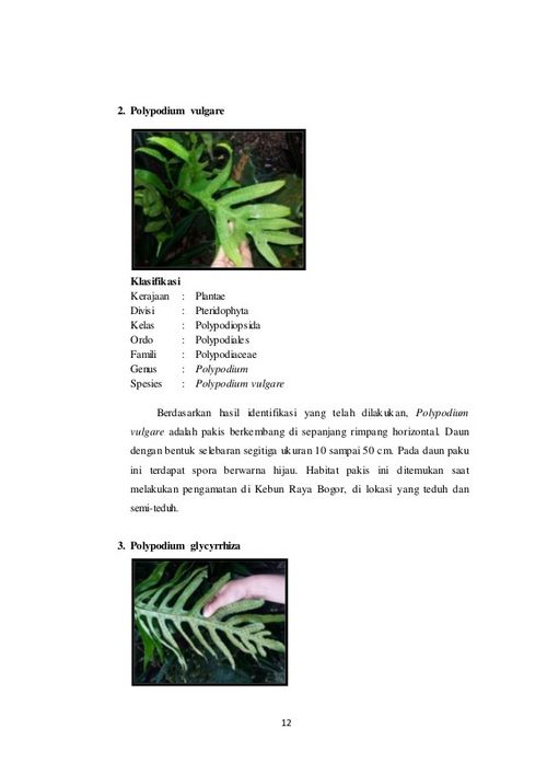 The Polypodium Leucotomos, Tanaman Akuarium Pakis Pohon adalah dengan menarik daunnya